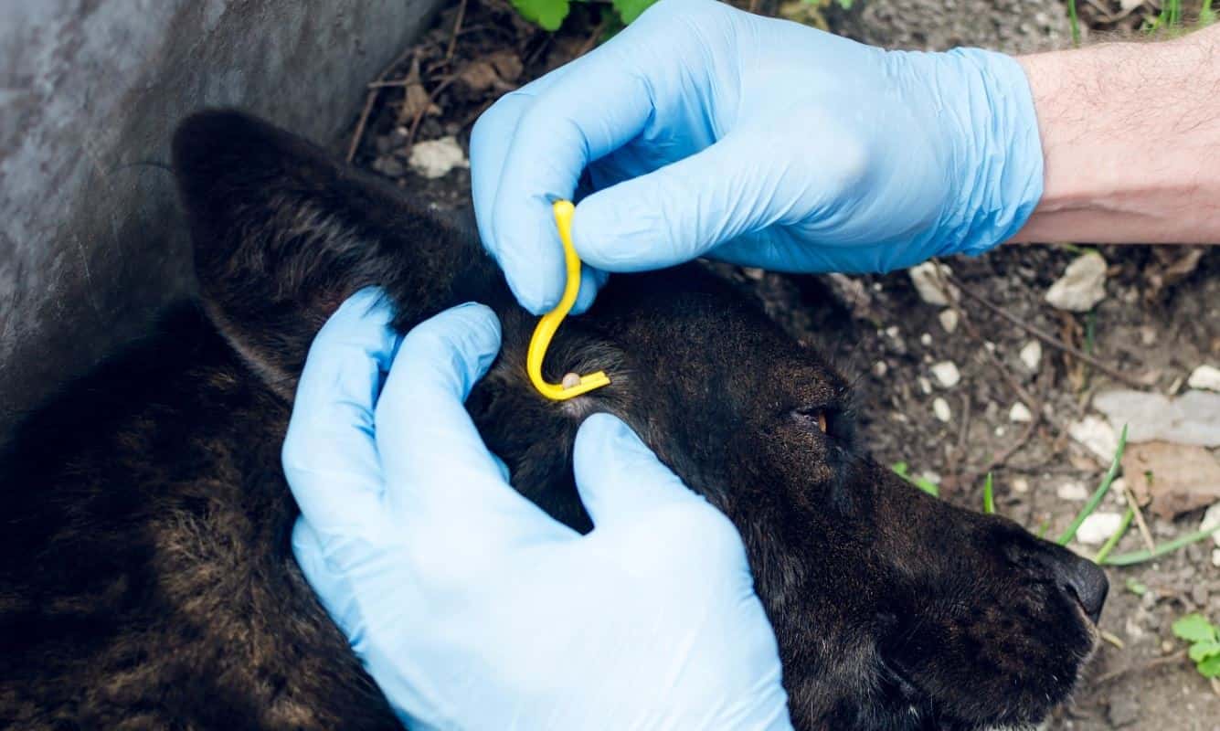 Vet removing a tick from black dog