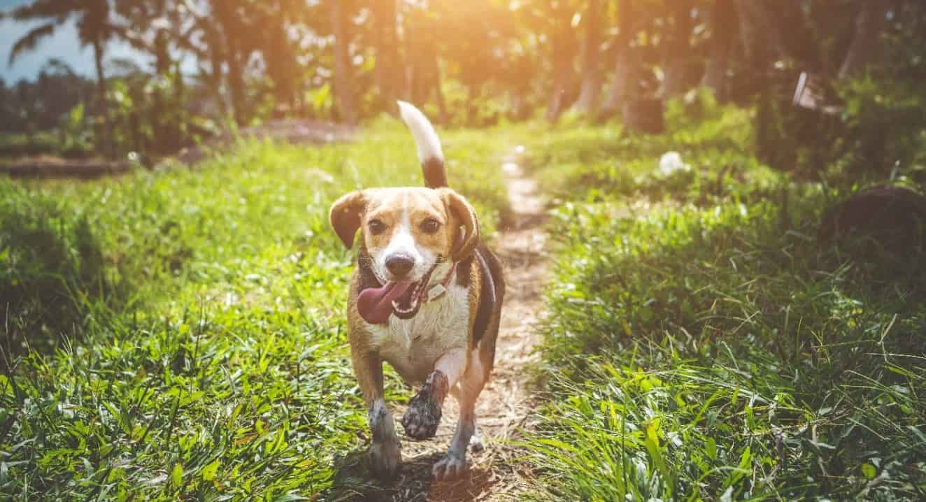 Beagle runs around at a green park