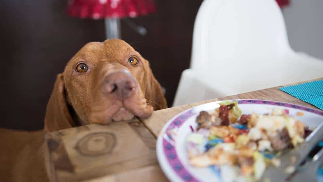 Dog begging for food at table