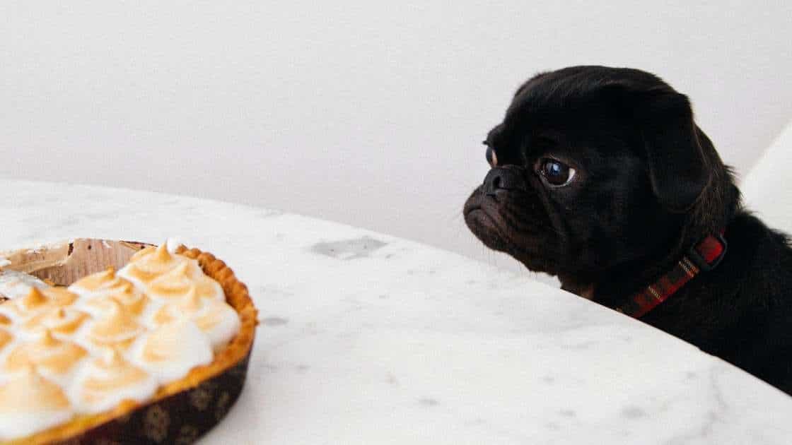 Black pug staring at pumpkin pie on white table
