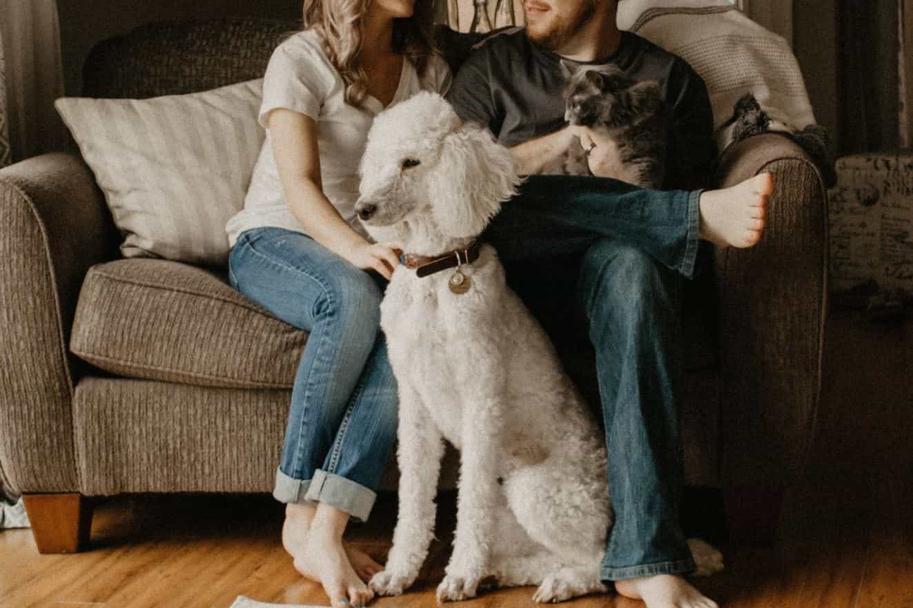 Dog, cat and couple in living room