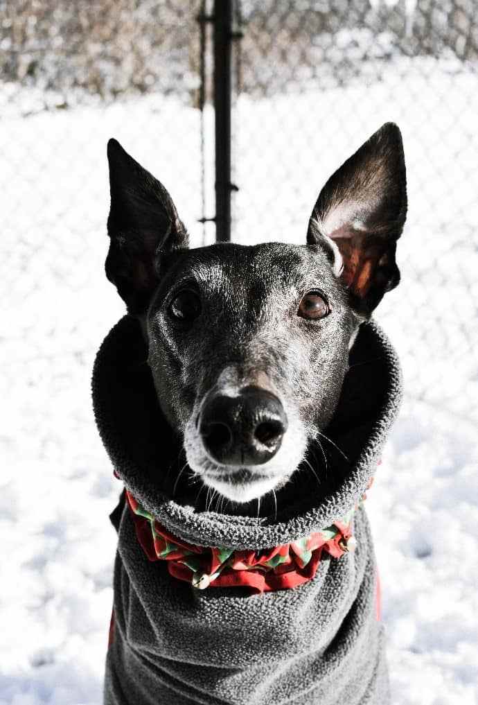 Dog wearing winter coat on snow