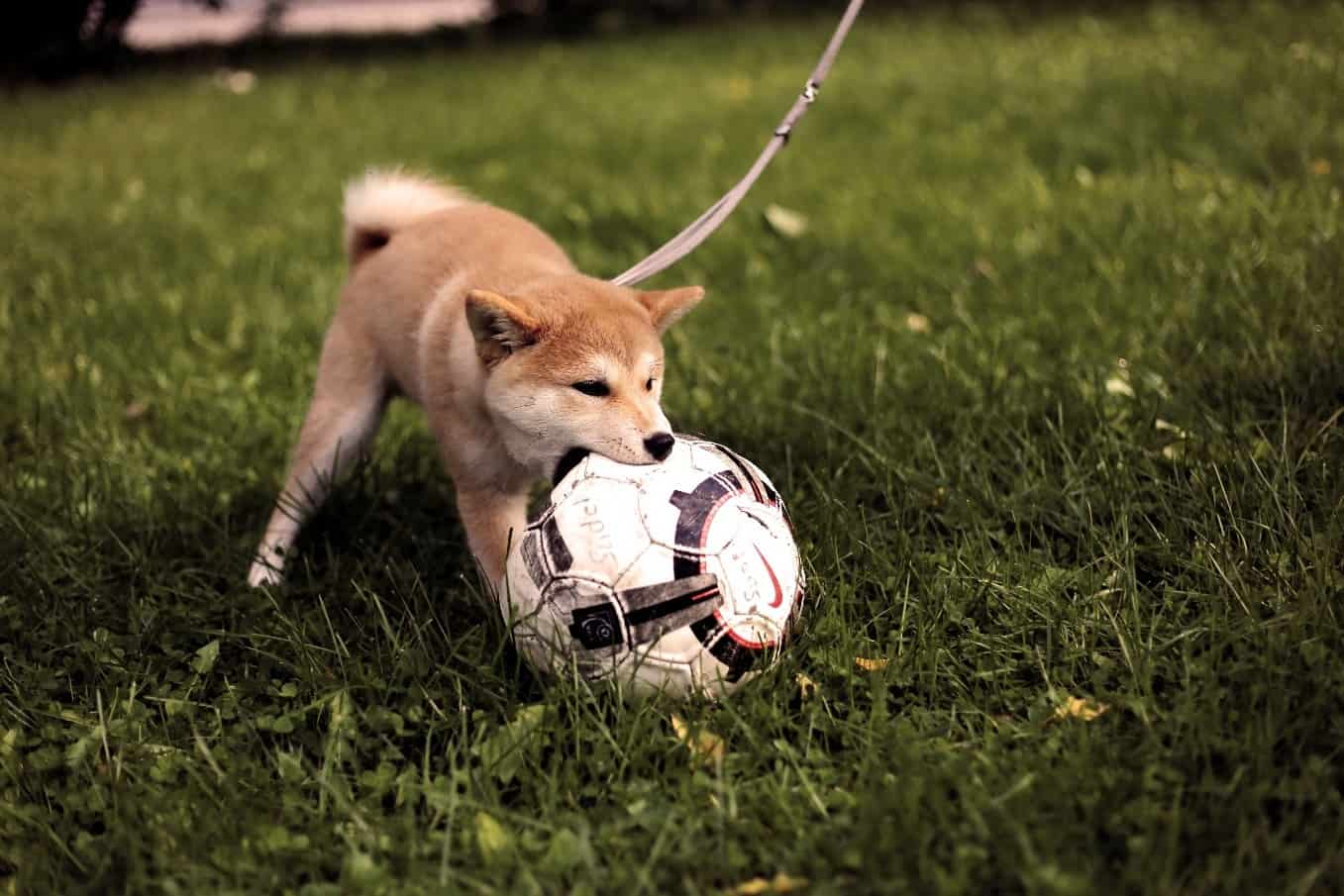 Shiba playing soccer