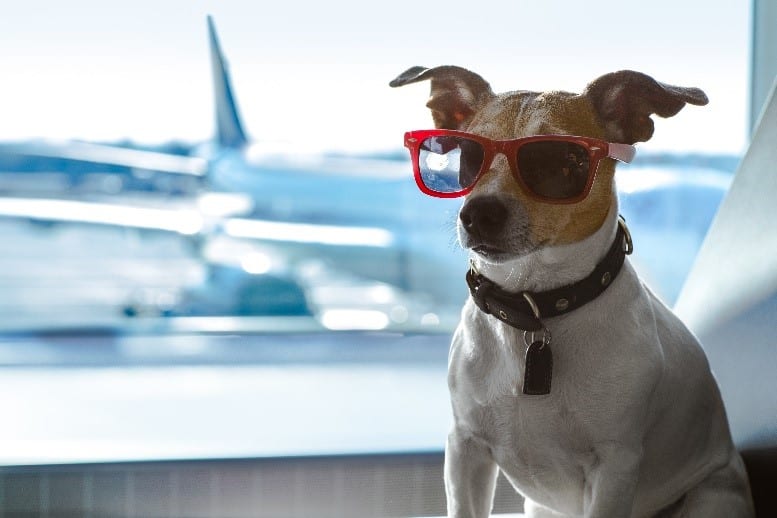 Dog wearing glasses at airport 