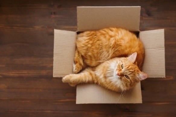 Cat in cardboard box 