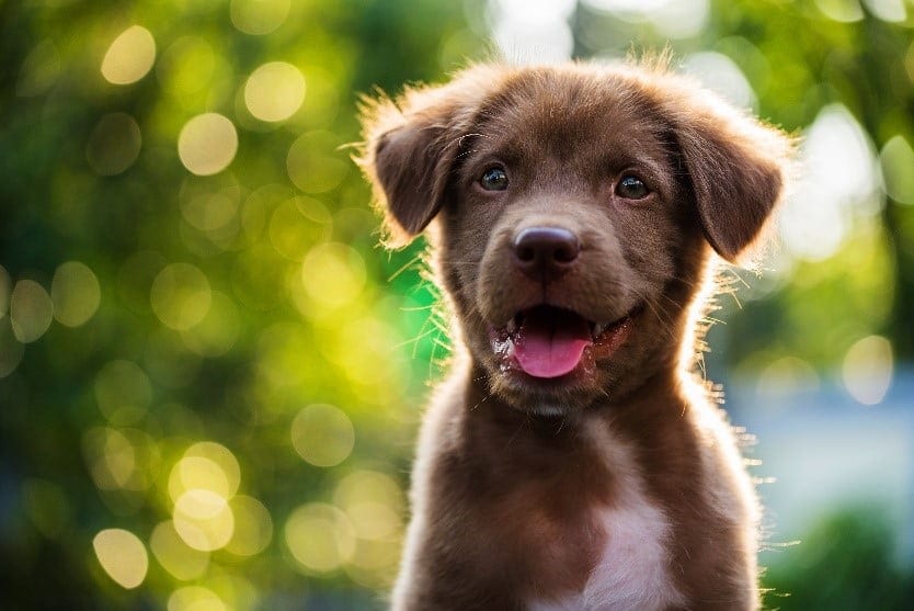 Close up brown puppy