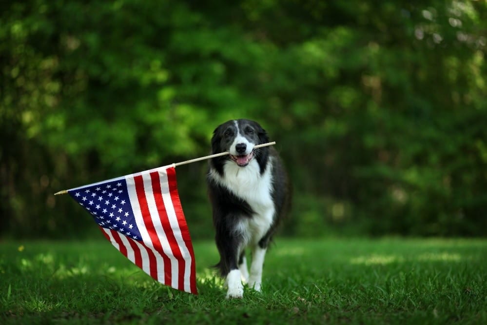 Dog and national flag of the U.S
