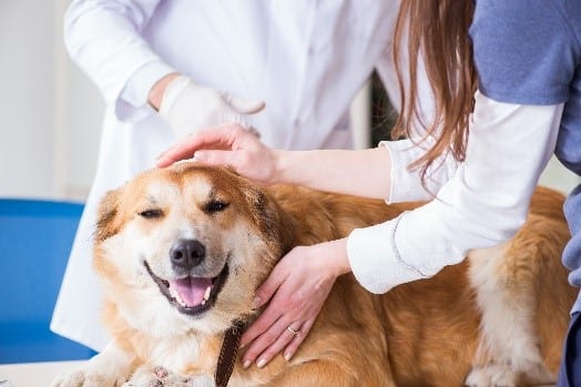 Dog visits a vet for check up