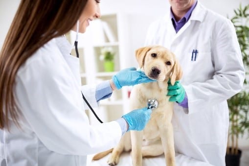 Dog taking examination at vet