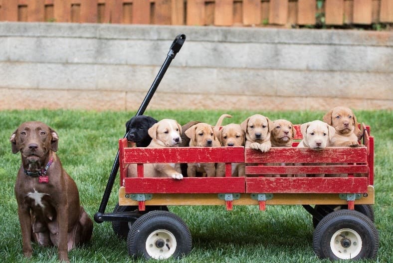 Many puppies in red wagon
