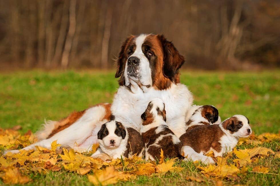 Parent and puppies hang out in park
