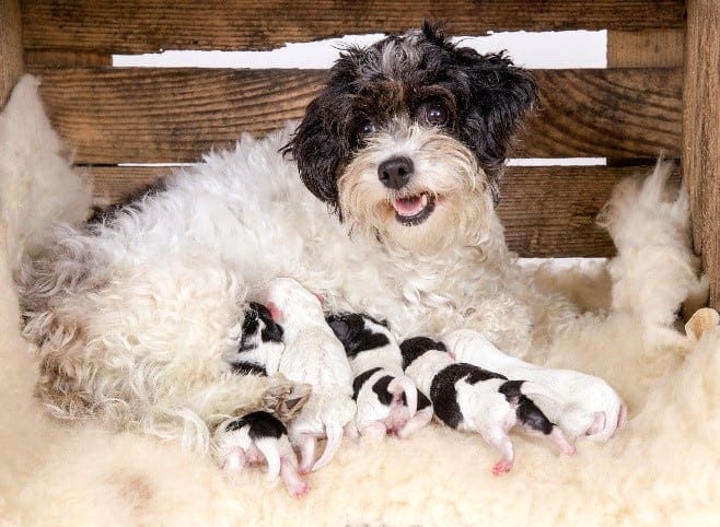 Parent dog feeds puppies