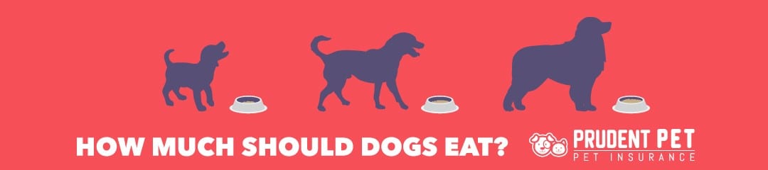 can puppies eat big dog food