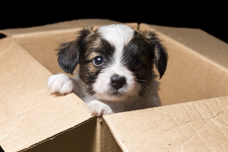 Puppy in a cardboard moving box