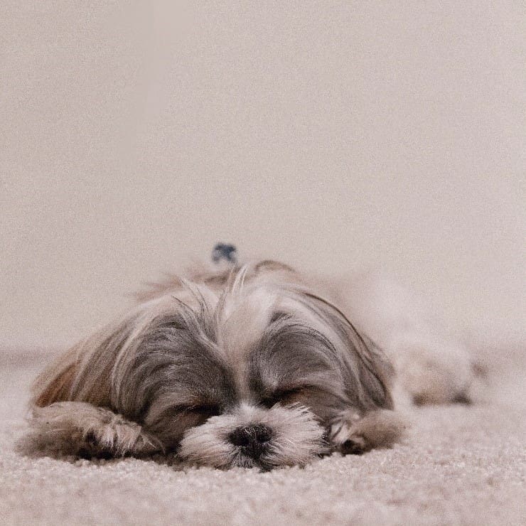 Shih Tzu sleeping on carpet