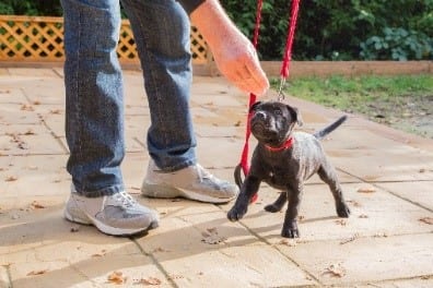 Leashed tiny black dog with parent