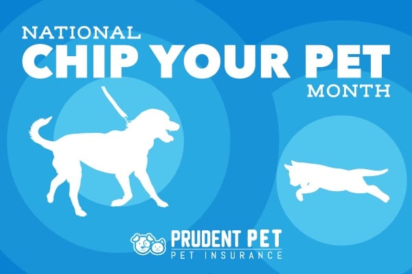 National Chip Your Pet Month | Prudent 