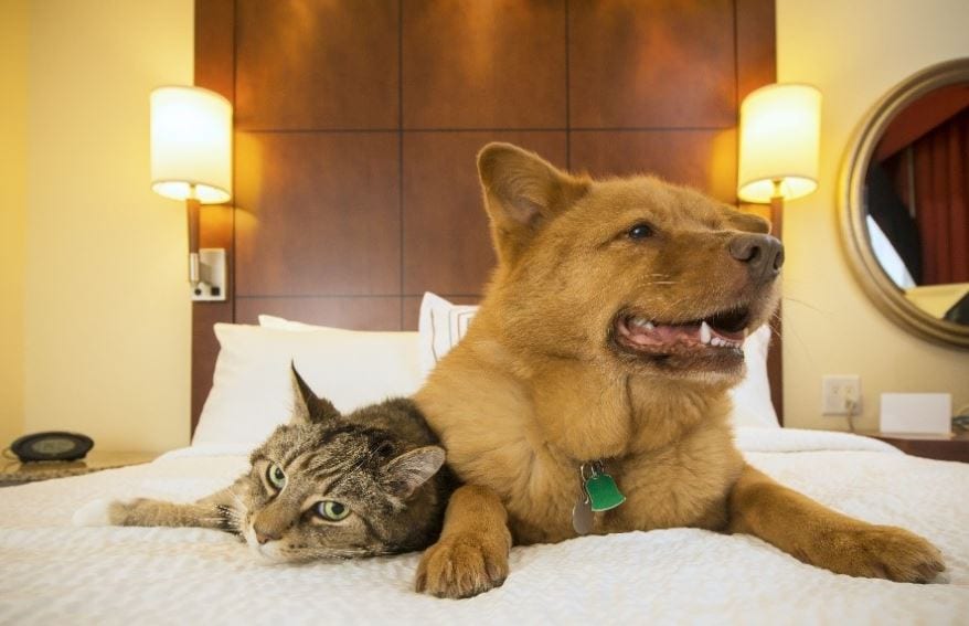 Dog and cat lying on the bed together 