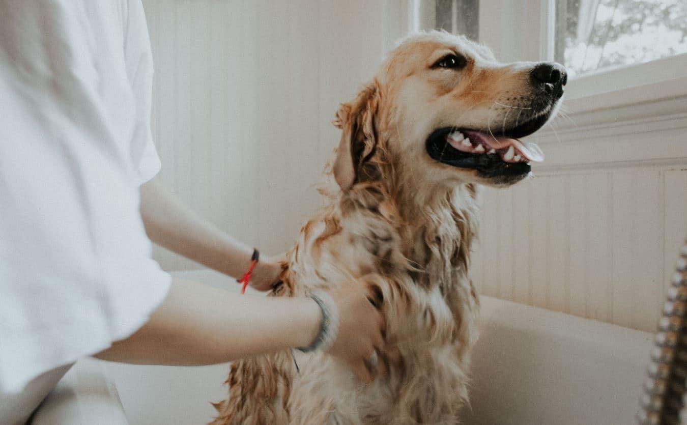 Dog having shampoo