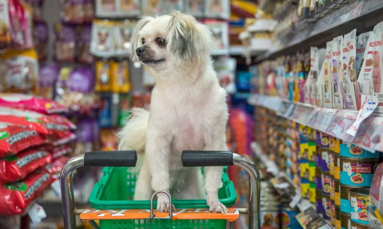 Dog sitting in a shopping cart
