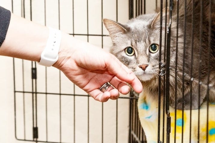 Woman pets a cat at a shelter