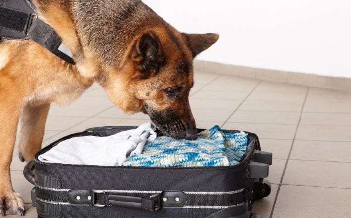 Sniffing dog checking baggage 