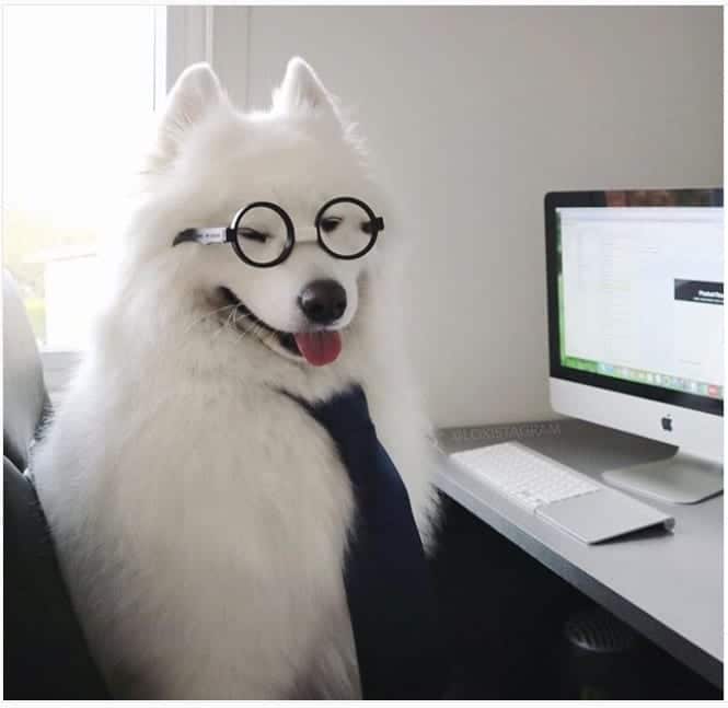 White business dog at work