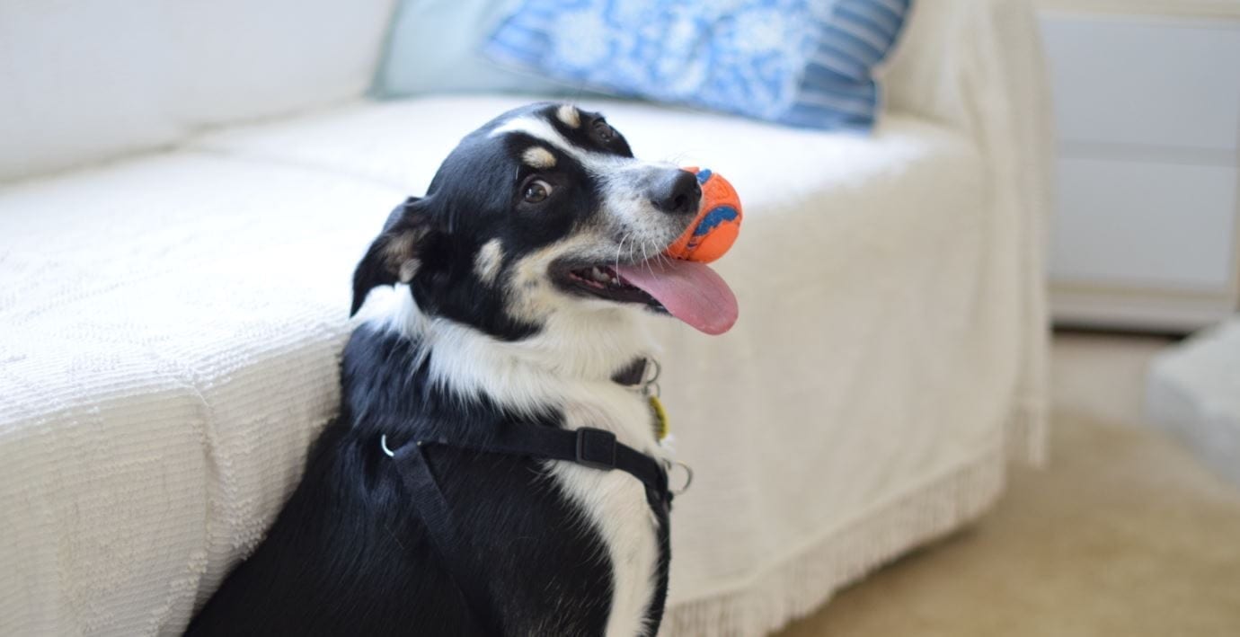 Dog holding a toy ball