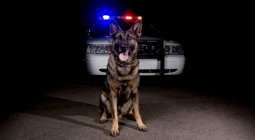 K9 police dog blog post from Prudent Pet