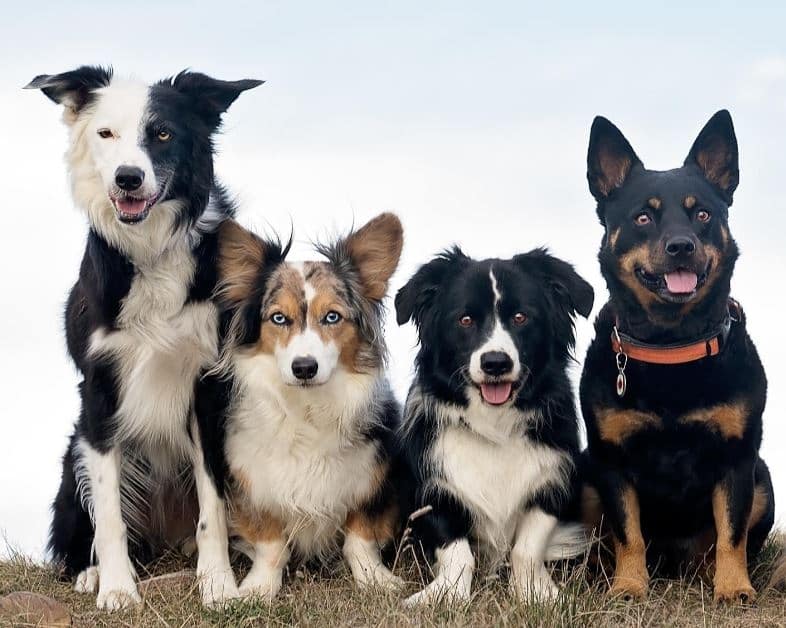 All About Mutts | Prudent Pet Insurance