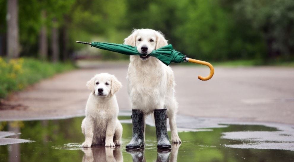Two dogs hold umbrella