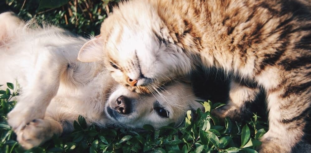 Cat and dog hanging on grass