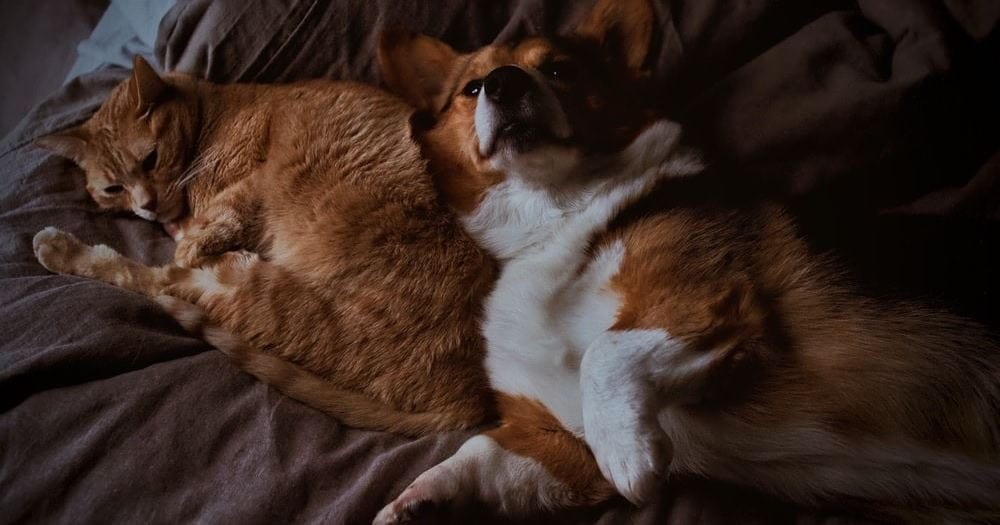 Cat and dog hanging out on the bed