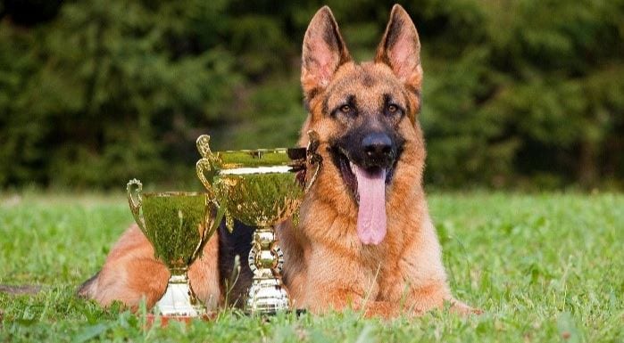 Awarded military dog
