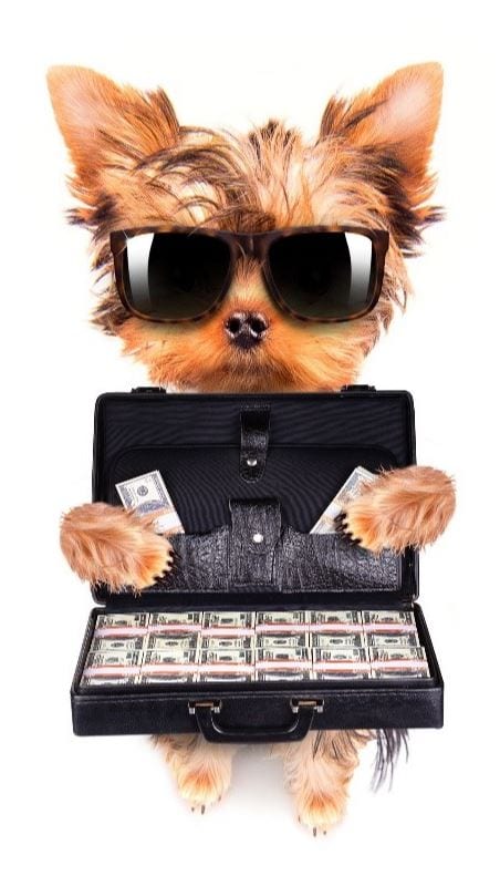 Dog holds bills in case