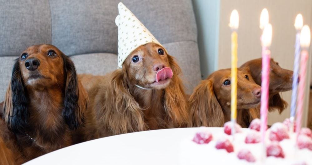 Dogs celebrate their birthdays
