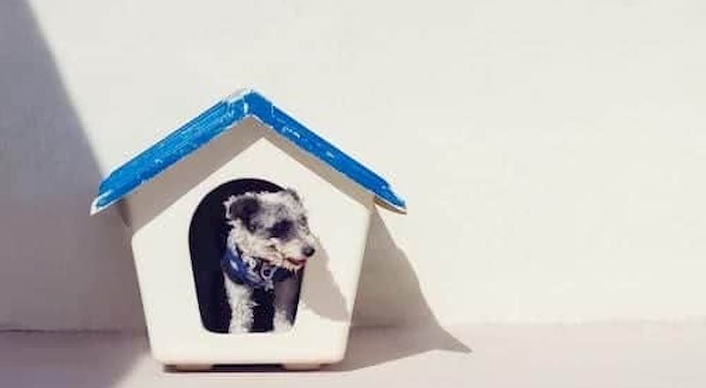 Dog in dog house