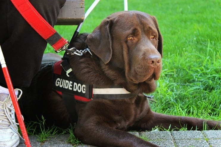 Brown guide dog sitting on grass