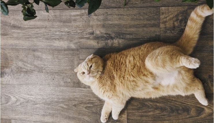 Obese cat lying on the floor