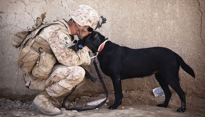 Soldier kisses a military dog