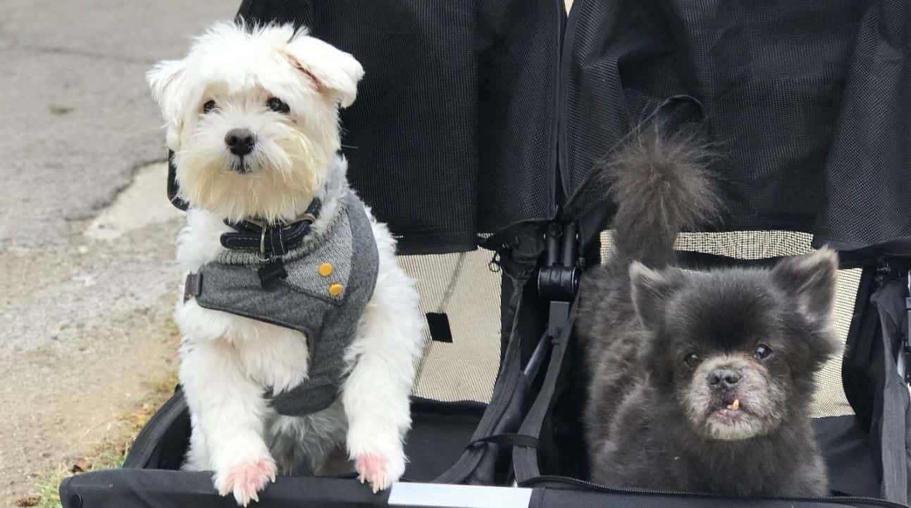 Dogs sit down on stroller