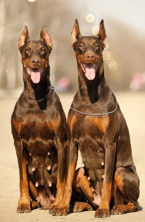 Twin dogs sitting down