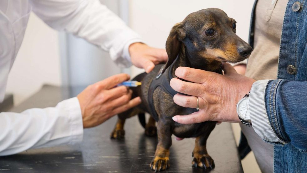small dog receiving shot at vet