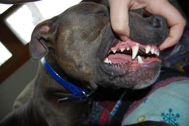 Checking dog's dental condition