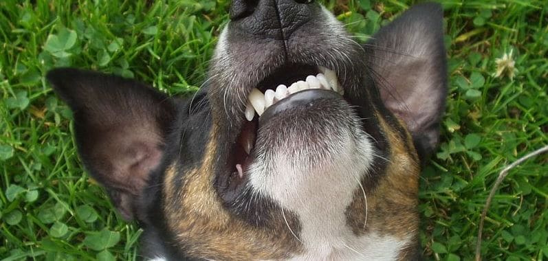 Dog showing his teeth