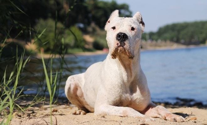 dogo argentino laying down