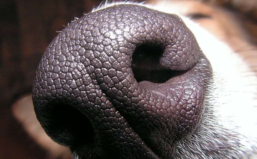 Dog's nose close up