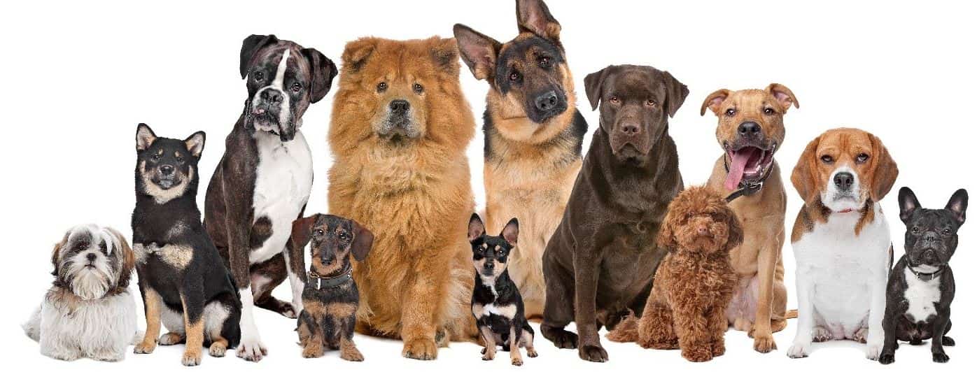 different puppy breeds