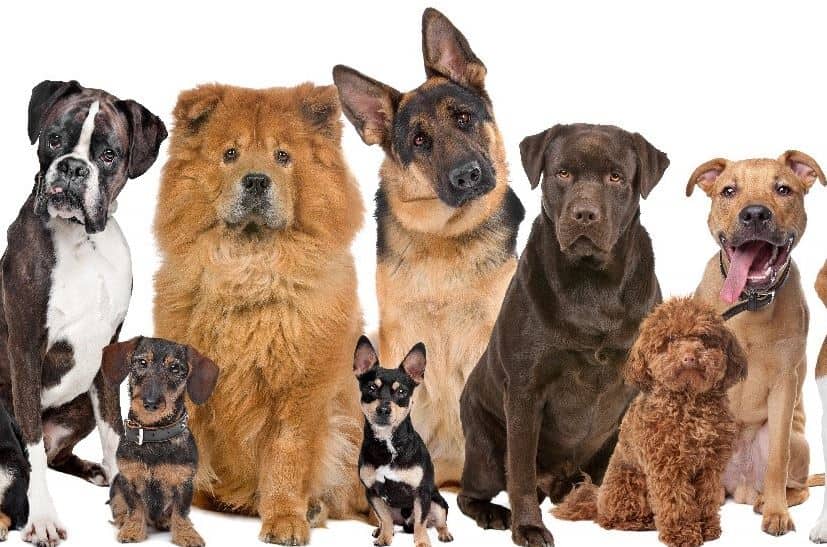 the most expensive dog breed