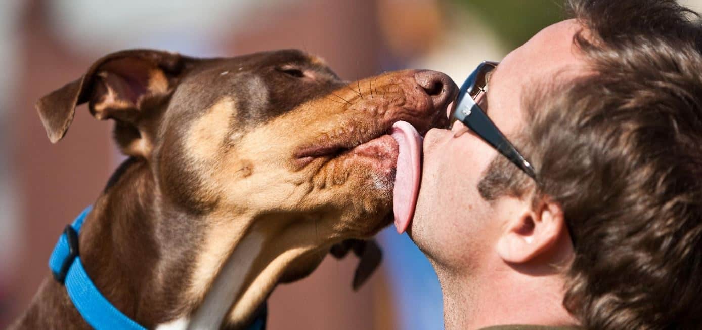 Dog licks man's face